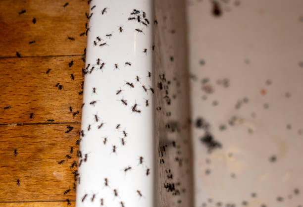 Waynesboro, GA Pest Control Company
