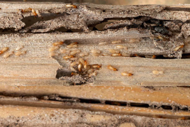 Best Best Pest Control Companies  in Waynesboro, GA